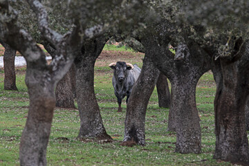 brave bull among the oaks of the pasture