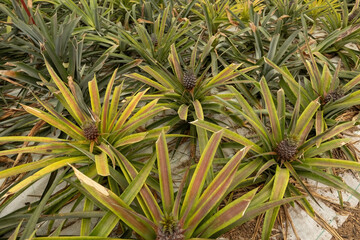 Pineapple cultivation plantation on pineapple fruit growing close up view in the green house