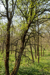 Obraz premium A beautiful spring forest. Young trees with green leaves. Landscape