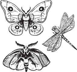 Line Set Witch item Halloween Clip art set drawing outline moth butterfly contour witch insect Hand drawn design element illustration Occult Symbol graphic grunge sketch Y2K shapes sticker collection