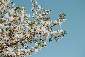 Sakura cherry blossom branch on blue sky background