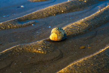 Seashell resting in shallow water with a soft reflection on the wet sand.