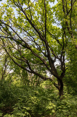 A beautiful spring forest. Young trees with green leaves. Landscape