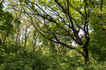 A beautiful spring forest. Young trees with green leaves. Landscape