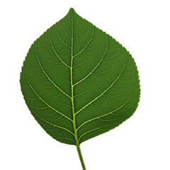 Obraz premium Close-up of a Green leaf, isolated