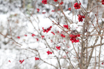 Red calamus berries on a winter tree. Beautiful winter background with snow and red color