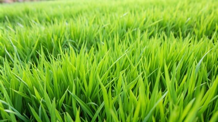 Fototapeta premium Close-up of lush green grass blades in a field.