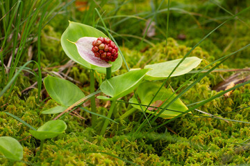 Close up of green leaves in nature