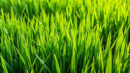 Close-up of lush green grass blades in a field, illuminated by sunlight.
