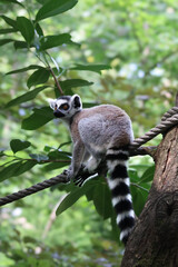 Ring tailed lemur at monkey zoo