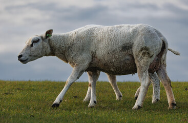 Ewe with lamb at pasture