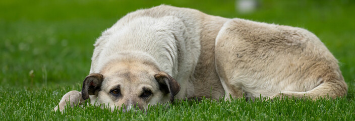 Obraz premium The dog is lying on the green lawn in the park