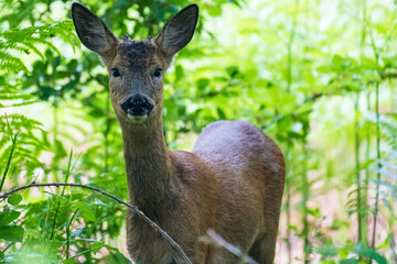 Roe Deer in Forest Light