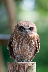 Boobook Owl