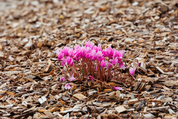 Magenta-colored autumn cyclamen in a bed of bark mulch