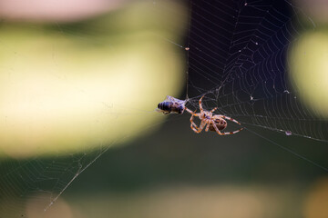 Web of Success: Arachnid's Airborne Prize