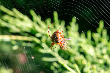 Arachnid Acrobatics: A Successful Hunt