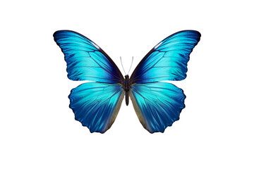 Azure Flutter Eastern Tailed Blue Chronicles isolated on transparent background