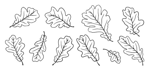 Set of linear sketches, oak leaf outlines.
Vector graphics.