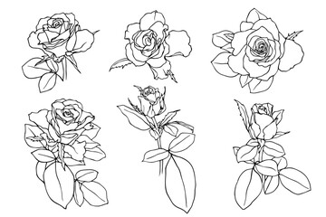 Collection of linear sketches, rose flower outlines. Vector graphics.