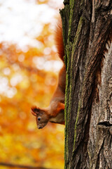 A squirrel perches on a branch in the heart of a stunning park, its small paws gripping the tree&rsquo;s bark as it takes in the view. The tree&rsquo;s foliage creates a lush backdrop against the vibrant greenery