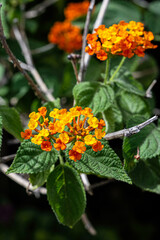 The blossoming island Stromboli on Tyrrhenian sea. Lantana camara