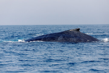 Fototapeta premium migration of humpback whales in the sea of ​​Rio de Janeiro.