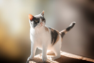 a beautiful tricolor cat in the sun in a Ukrainian shelter for pets