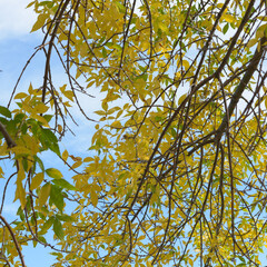 autumn leaves on a blue sky with clouds