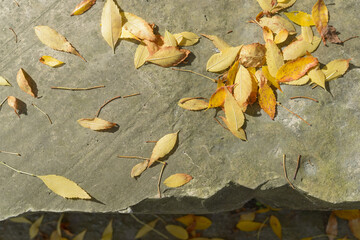 autumn leaves on stone