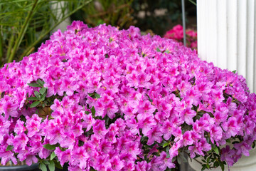 Pink azalea flowers in garden