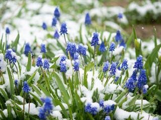 spring flowers covered with snow, cold summer