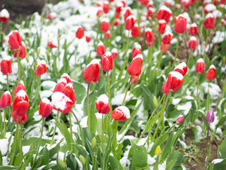 red tulips covered with snow, cold summer