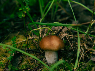Young edible mushrooms in autumn forest close-up