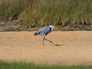 Garza real paseando de forma sigilosa por la arena de una laguna entre la vegetación