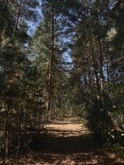path in the forest