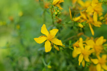 Flowering St. John's wort (Hypericum perforatum) plant in nature.