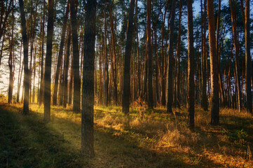 Pine grove on an autumn evening, slender tree trunks, warm rays of the sun, beautiful autumn landscape