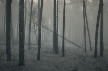 Naklejka premium It is a foggy morning in the pine forest, slender trees are shrouded in haze, one tree has fallen, a mysterious and fabulous setting