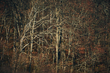 A small hill is overgrown with deciduous forest, maple and oak, between which numerous shrubs grow, a beautiful abstract painting of interlacing trunks and bare branches, late autumn