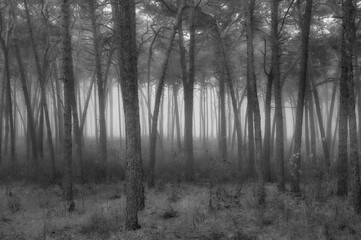Pine grove in the morning mist, slender tree trunks and mystical atmosphere, black and white photo