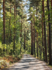 Obraz premium Road in a forest. Pine forest. Photo