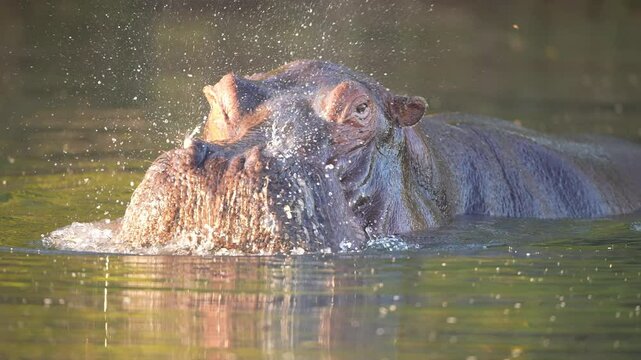 Hippo or Hippopotamus (Hippopotamus amphibius) in an African river showing territorial aggressive behavior. Slow motion, 25 percent natural speed.