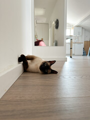 Relaxed Siamese cat lying on its back on a wooden floor against a white wall. Playful pose and serene environment capture a moment of pure feline comfort and tranquility