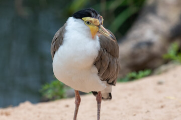 Portrait of a masked lapwing (vanellus miles)
