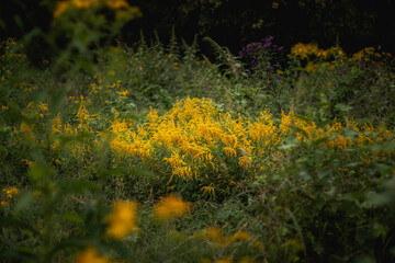 field of yellow flowers