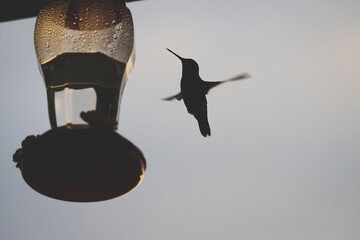 Silhouette of hummingbird by feeder