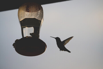 Silhouette of hummingbird by feeder