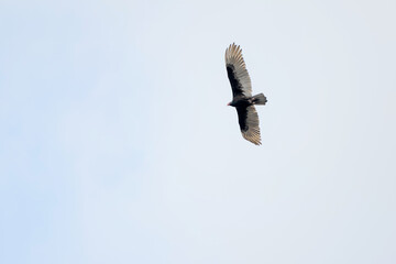 Turkey Vulture flying in the sky