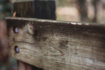 Close up of Red Spider with long legs on a wooden fence